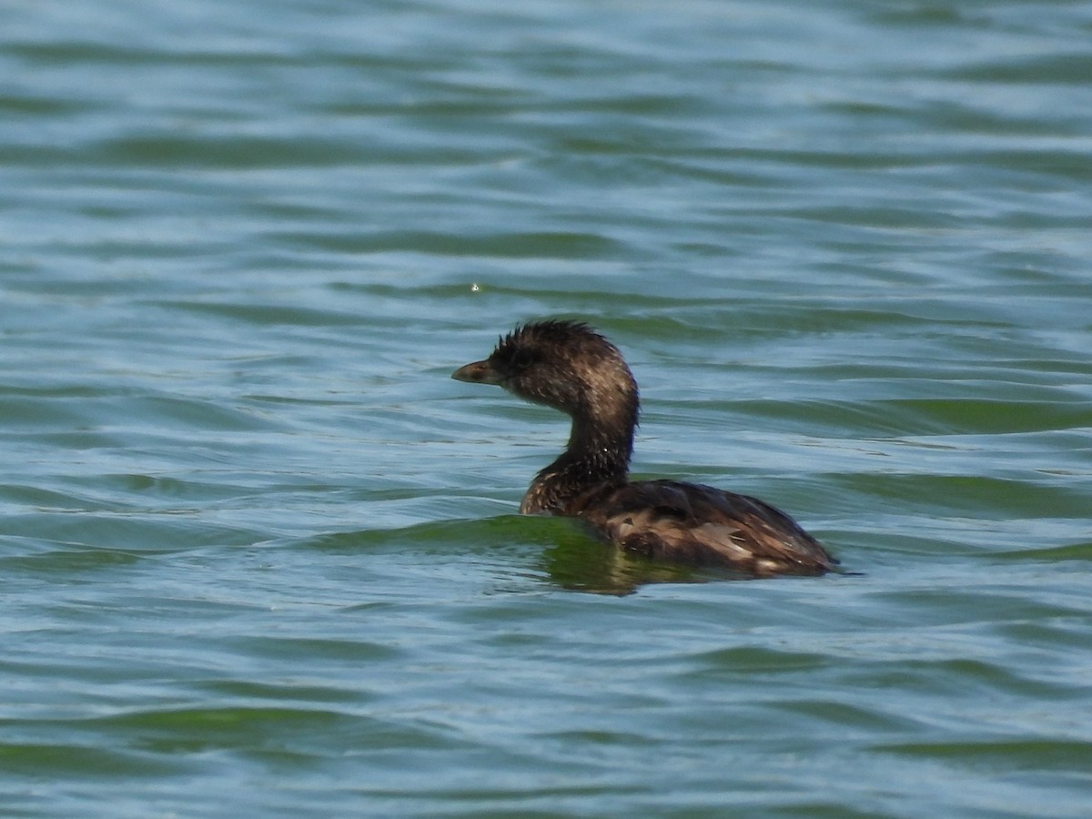 Pied-billed Grebe - ML623860418