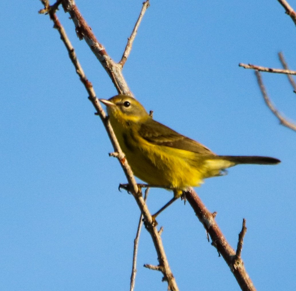 Prairie Warbler - ML623860419