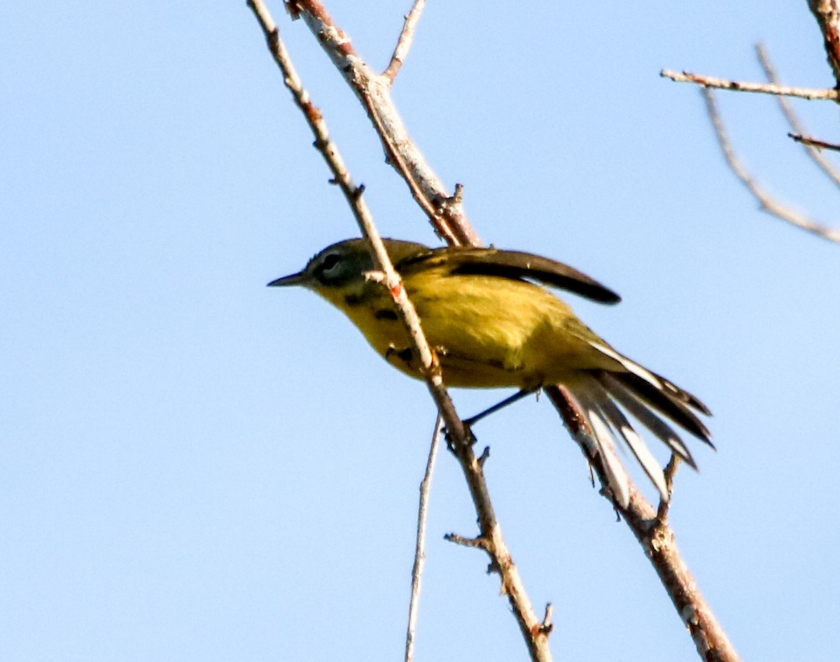 Prairie Warbler - ML623860420