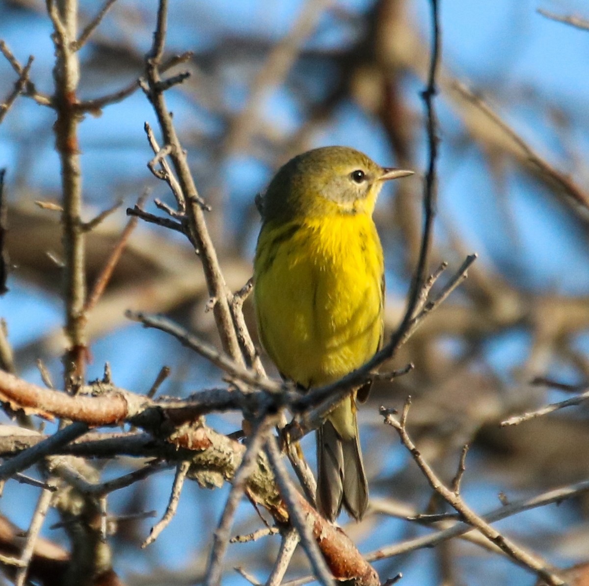 Prairie Warbler - ML623860422