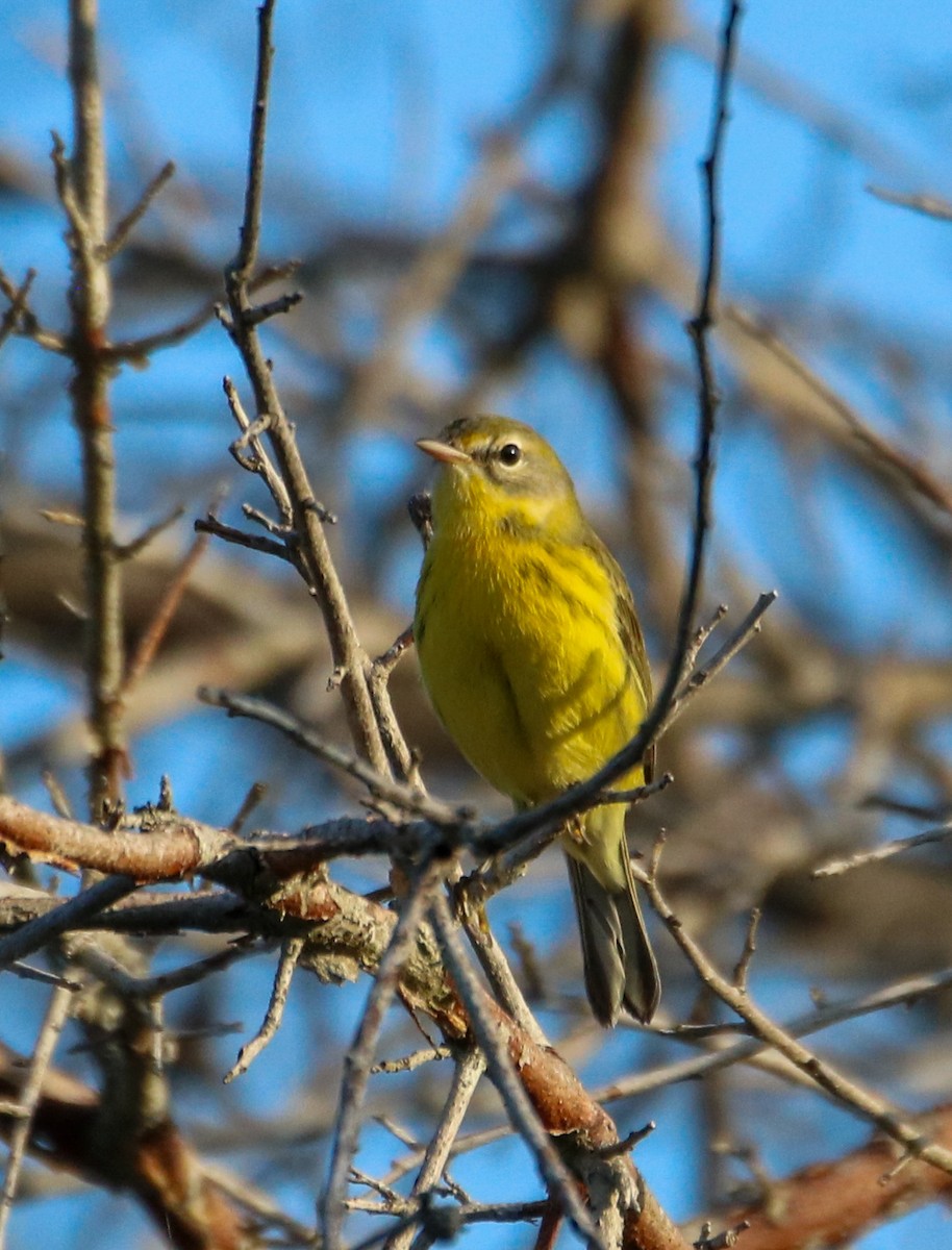 Prairie Warbler - ML623860423