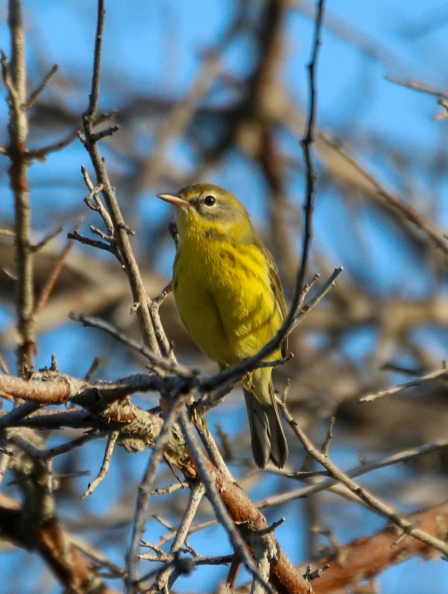 Prairie Warbler - Kelly Krechmer