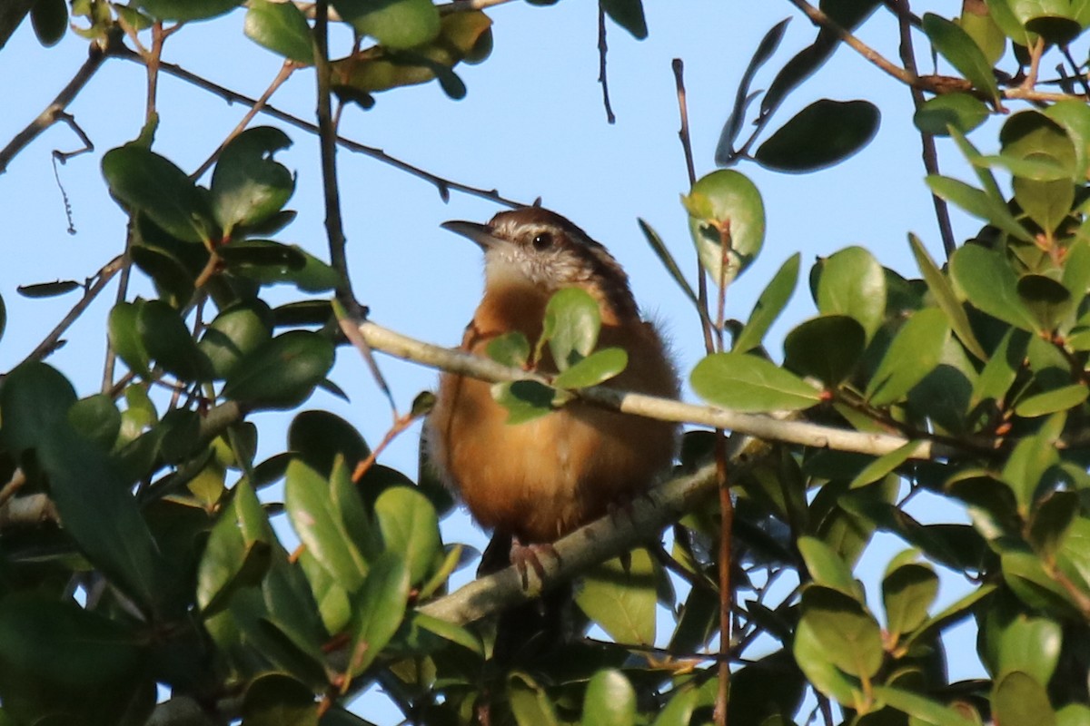 Carolina Wren - ML623860434