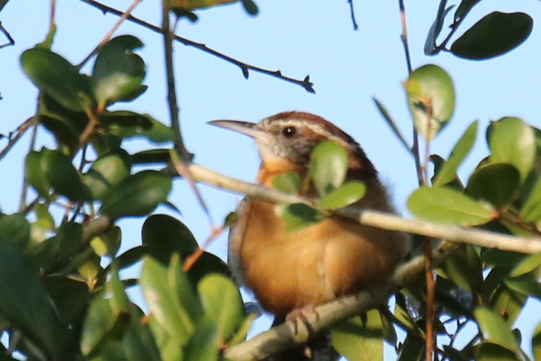 Carolina Wren - ML623860435