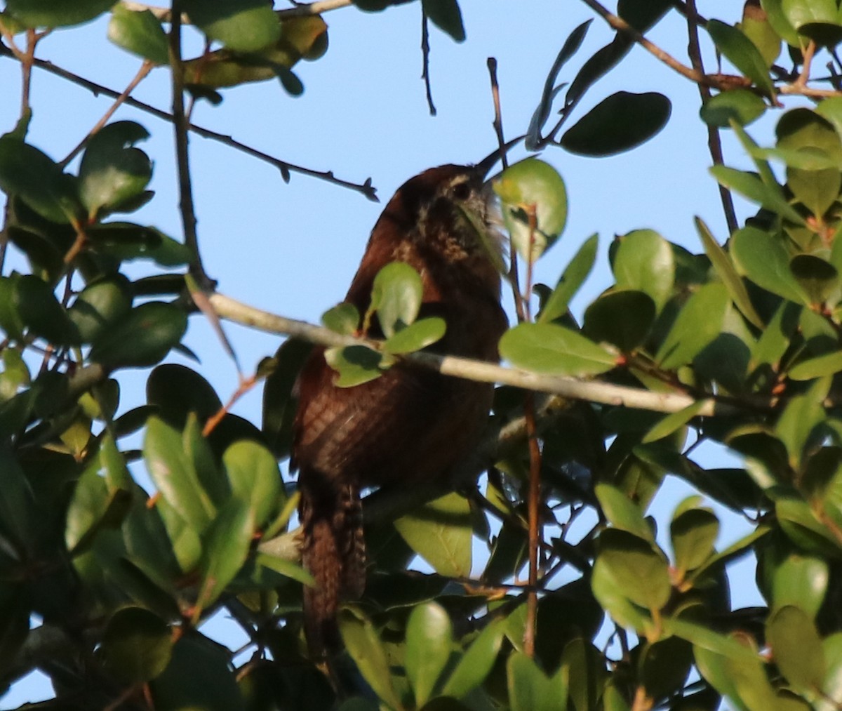 Carolina Wren - ML623860436