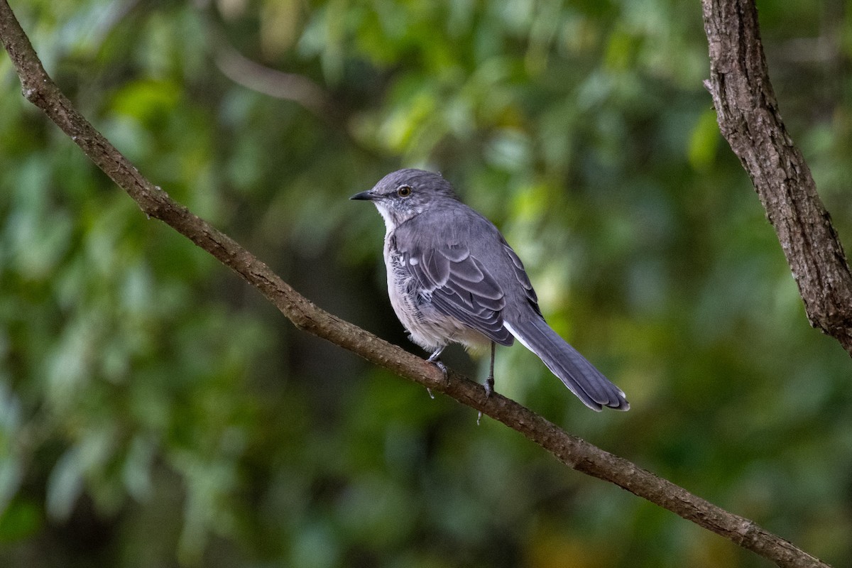 Northern Mockingbird - ML623860447