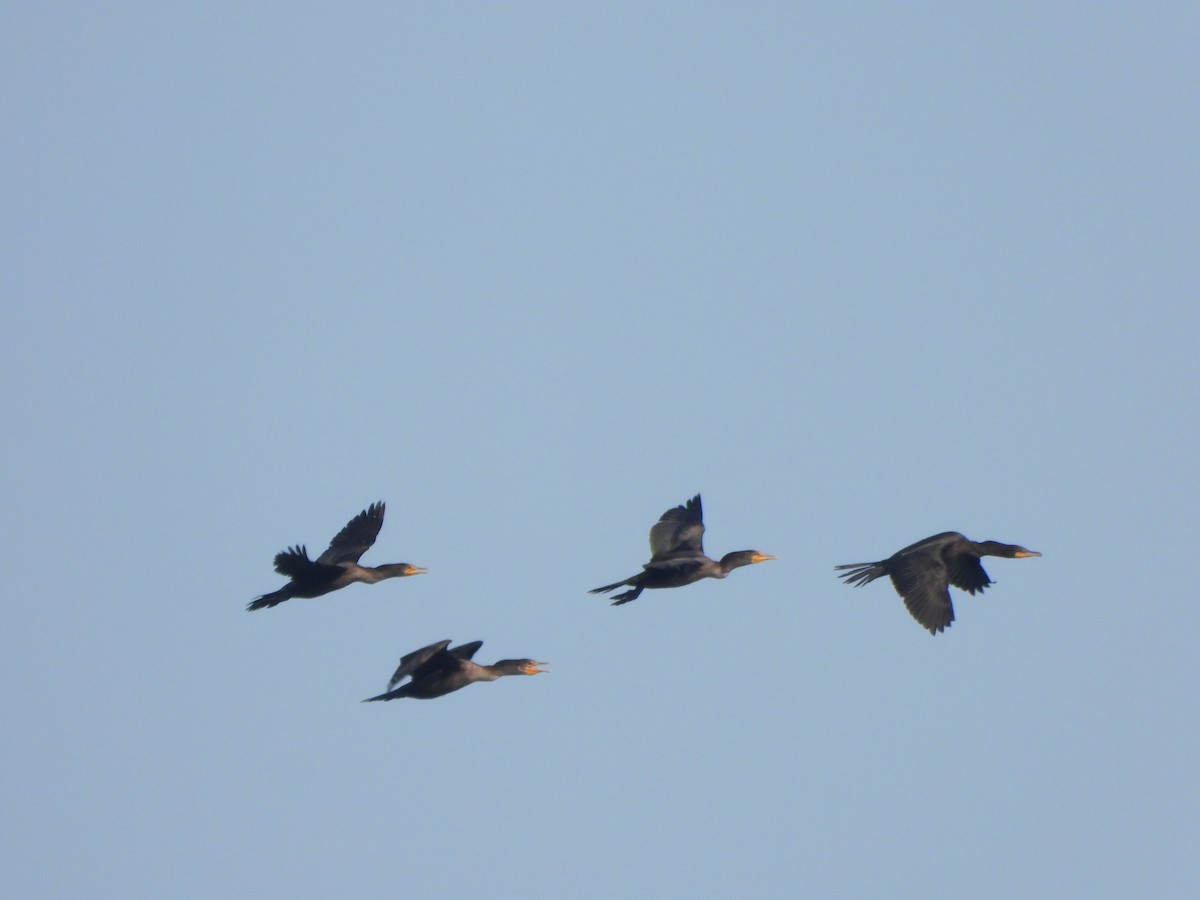 Double-crested Cormorant - ML623860460