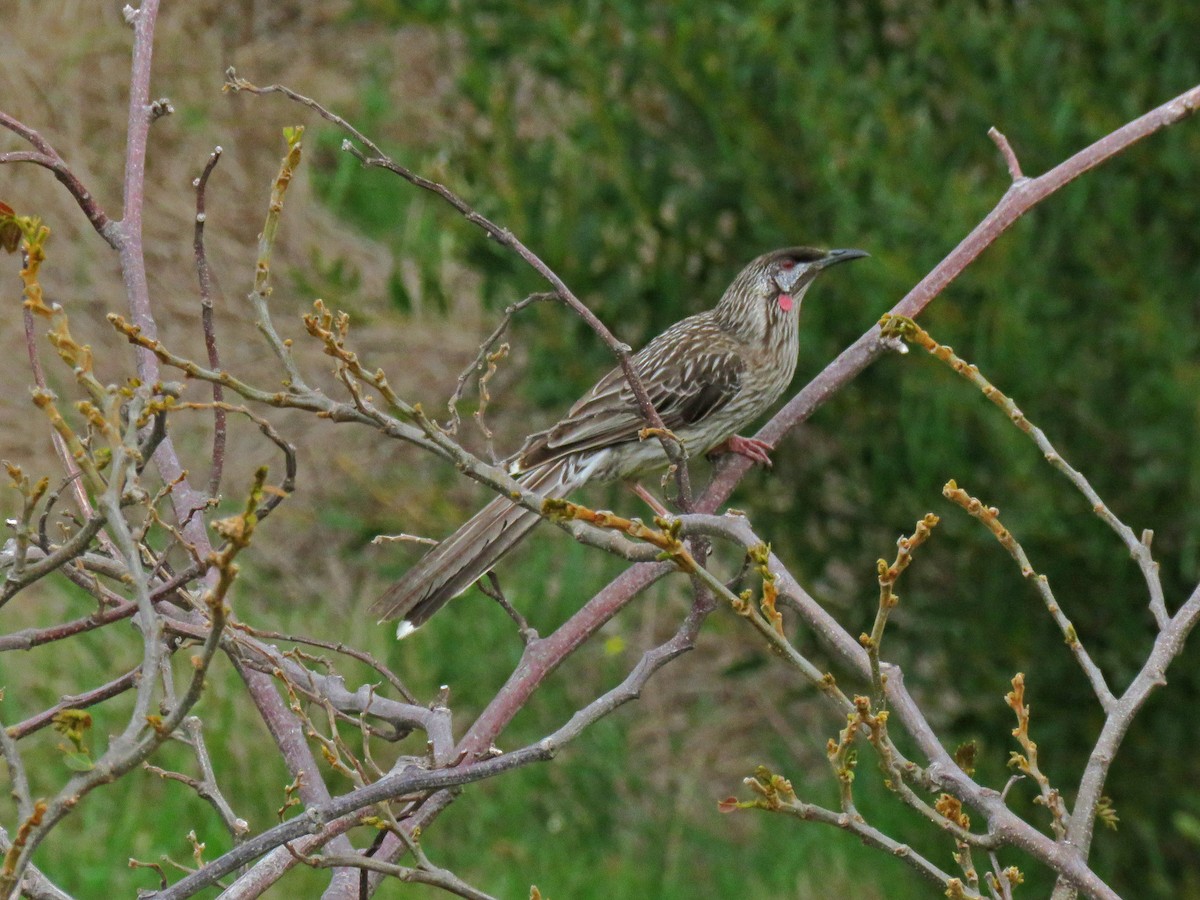 Red Wattlebird - ML623860466