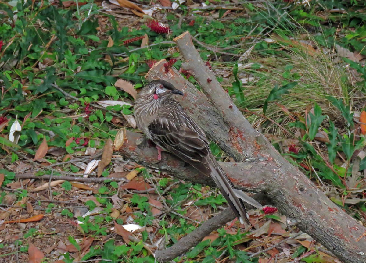 Red Wattlebird - ML623860468