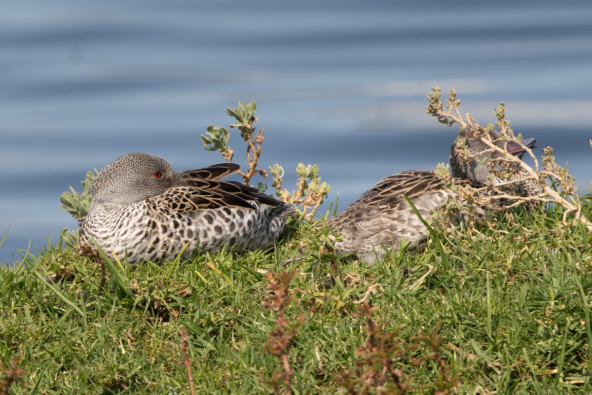 Cape Teal - ML623860477