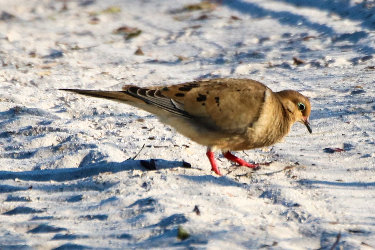 Mourning Dove - ML623860495