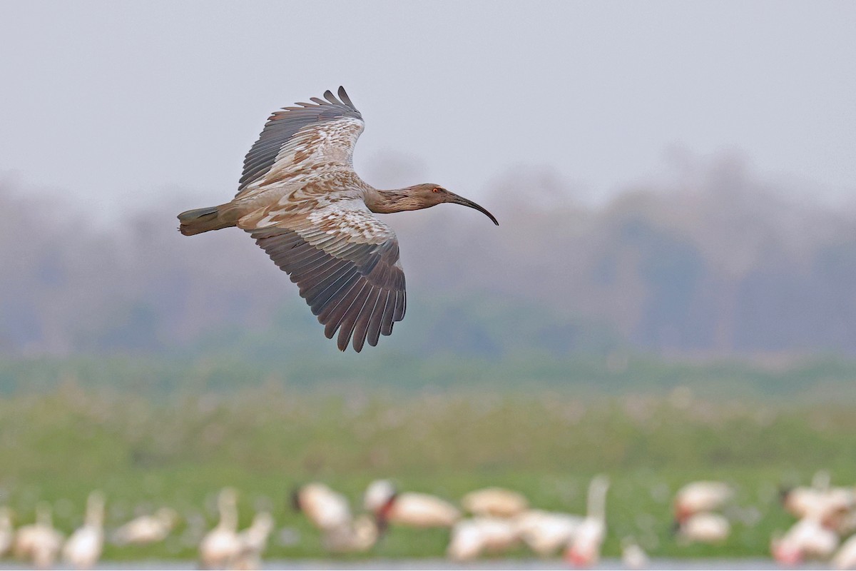 Plumbeous Ibis - ML623860510