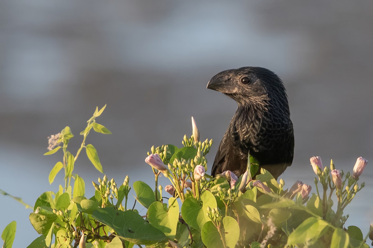 Groove-billed Ani - ML623860516