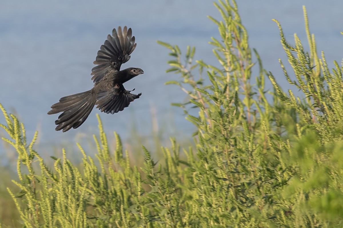 Groove-billed Ani - ML623860517