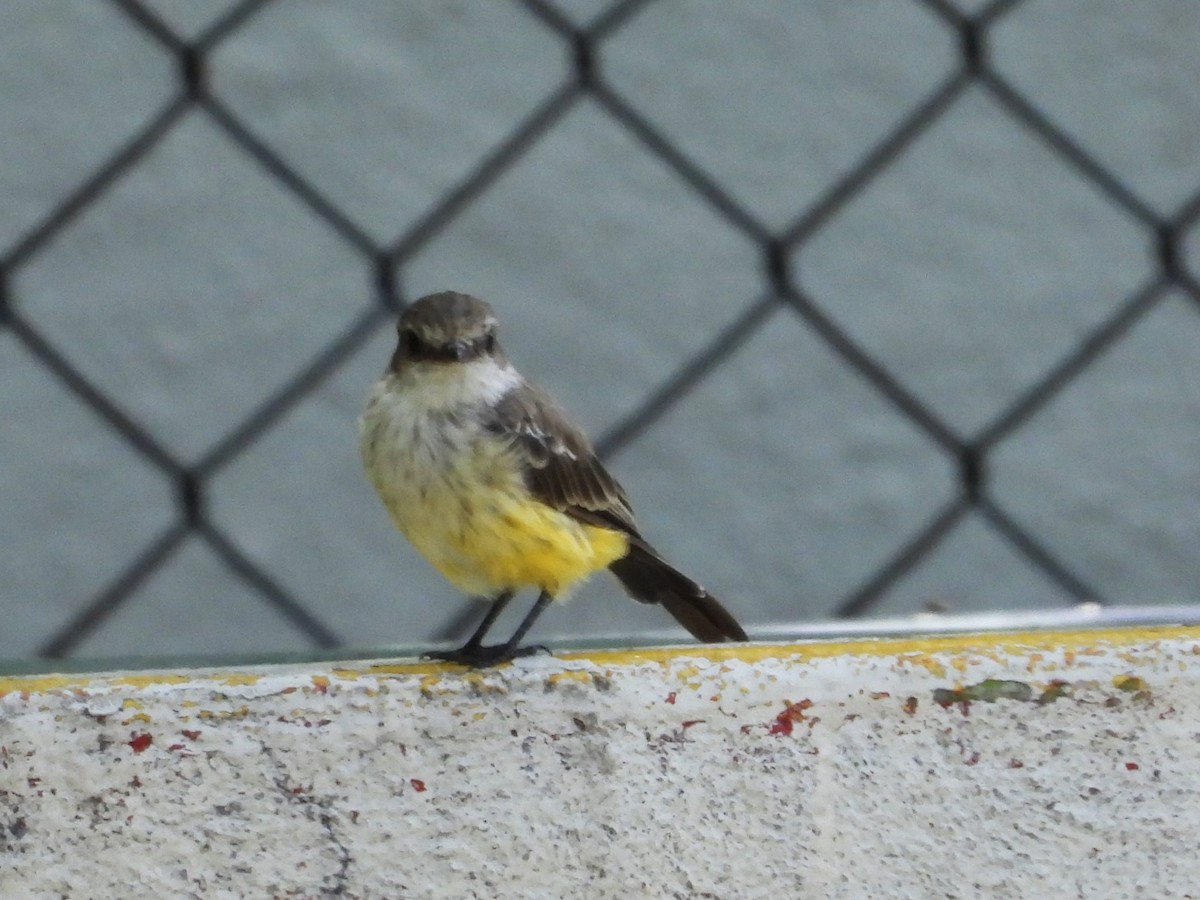 Vermilion Flycatcher - ML623860518