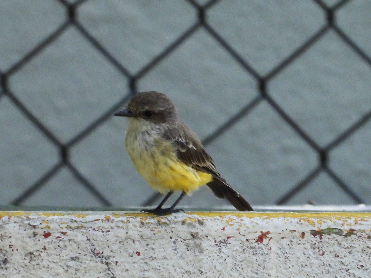 Vermilion Flycatcher - ML623860519