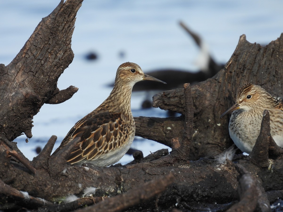 Pectoral Sandpiper - ML623860530