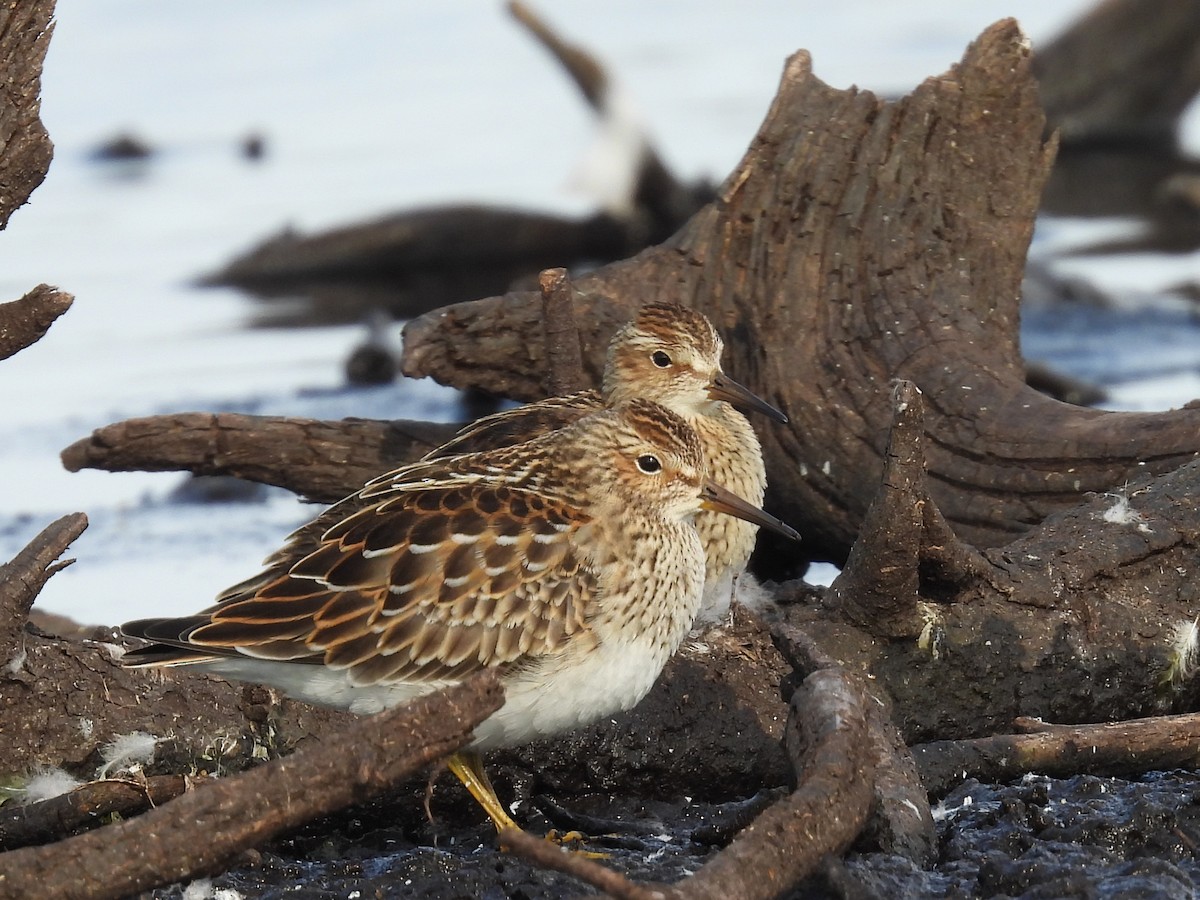 Pectoral Sandpiper - ML623860531