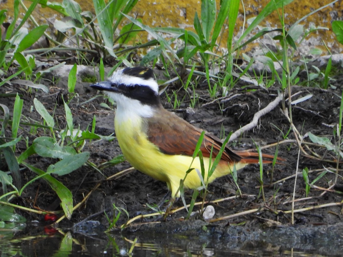 Great Kiskadee - ML623860533