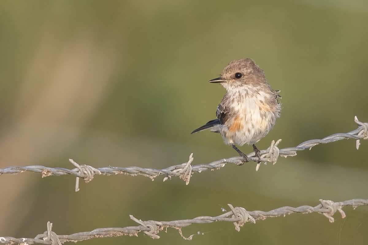 Vermilion Flycatcher - ML623860539