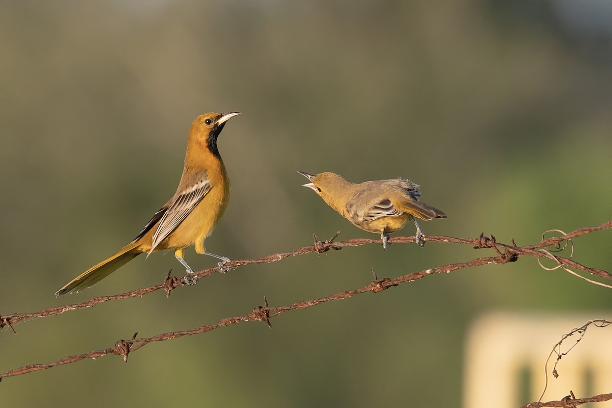 Orchard Oriole - ML623860543