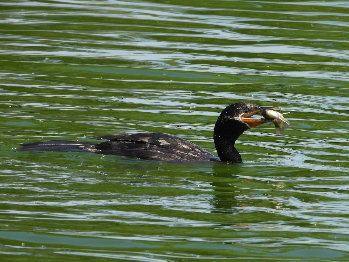 Neotropic Cormorant - ML623860549