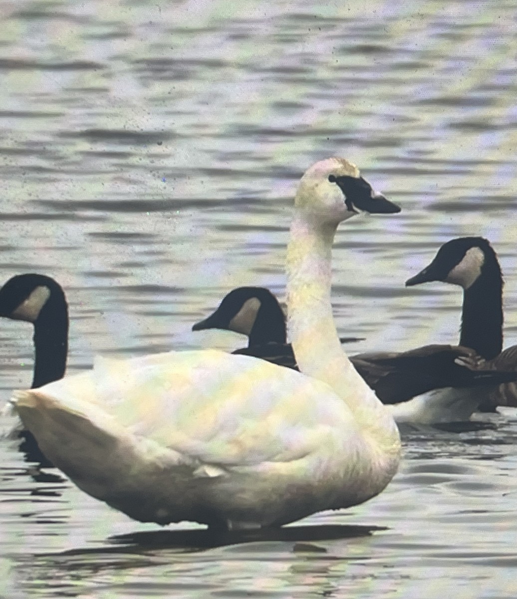 Tundra Swan - Mathias & Sharon Mutzl