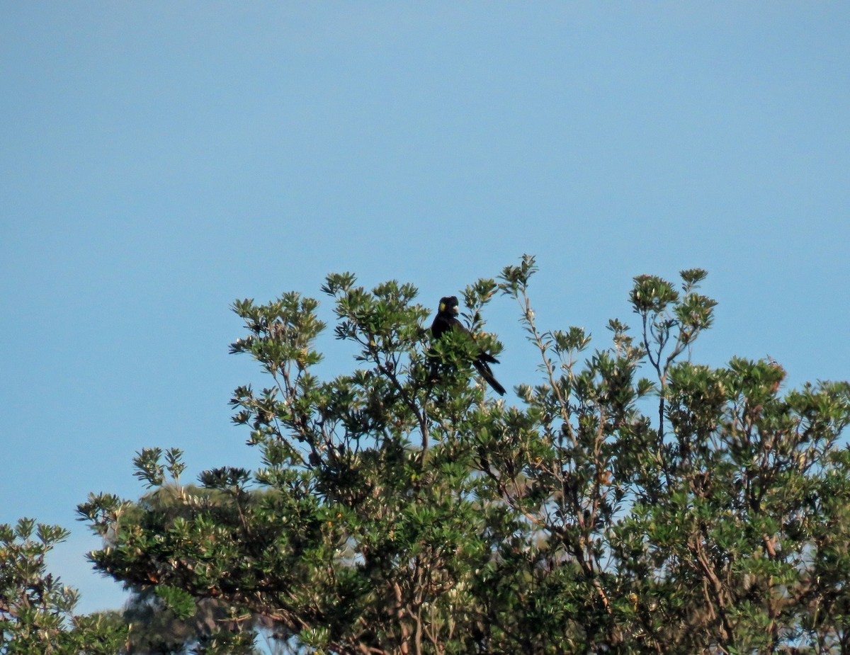 Yellow-tailed Black-Cockatoo - ML623860581