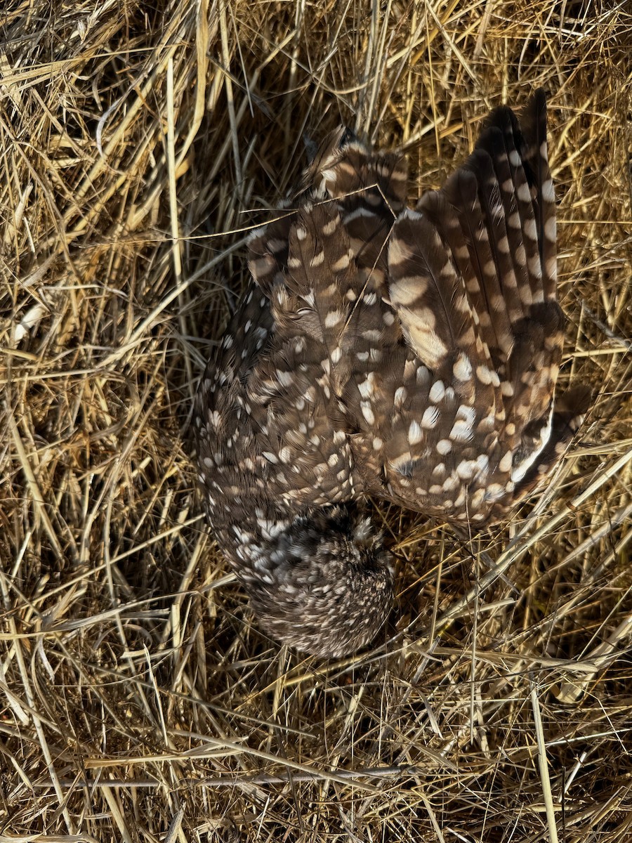 Burrowing Owl - ML623860604