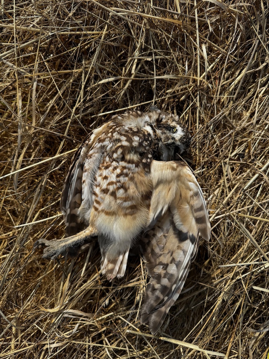 Burrowing Owl - ML623860605