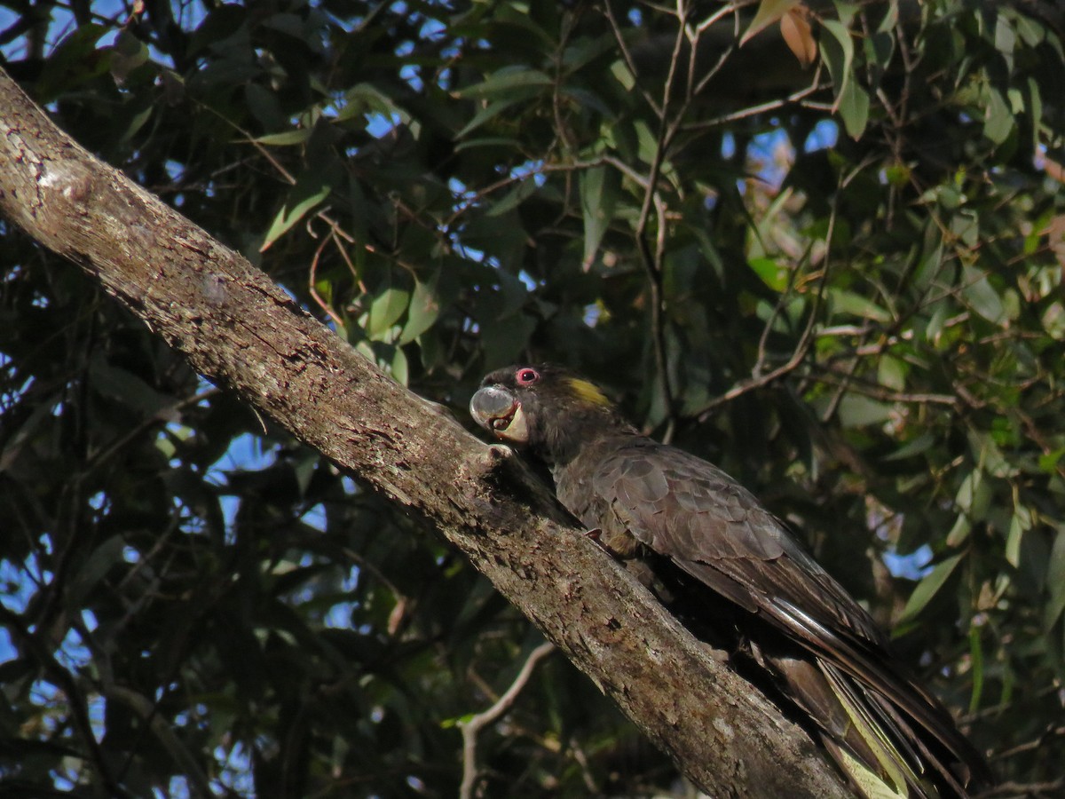 Yellow-tailed Black-Cockatoo - ML623860612