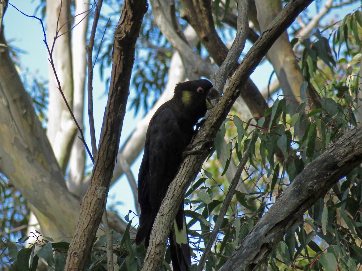 Yellow-tailed Black-Cockatoo - ML623860613