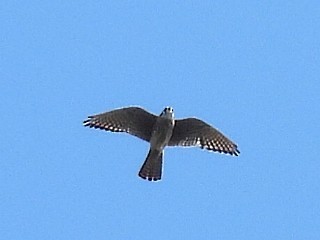 Peregrine Falcon - ML623860614