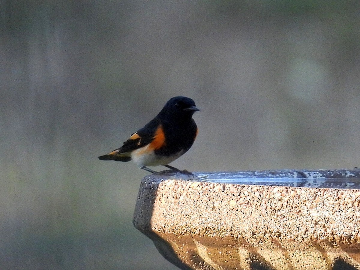 American Redstart - ML623860631