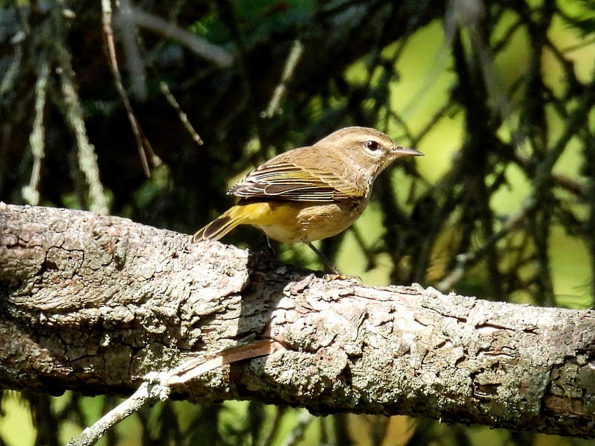 Palm Warbler - ML623860643