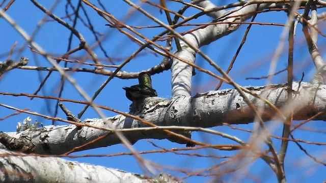 Blue-tufted Starthroat - ML623860685