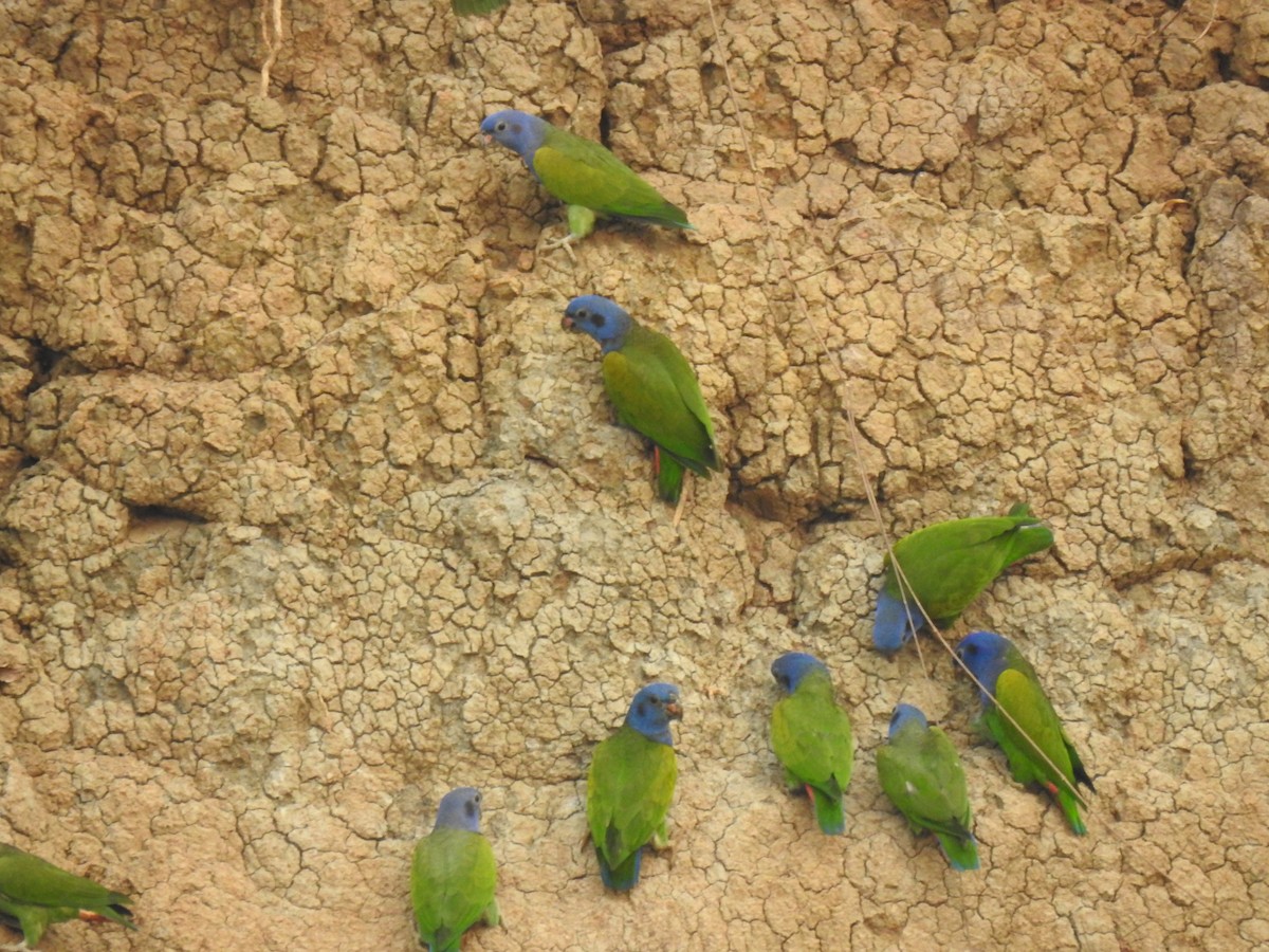 Loro Cabeciazul - ML623860694