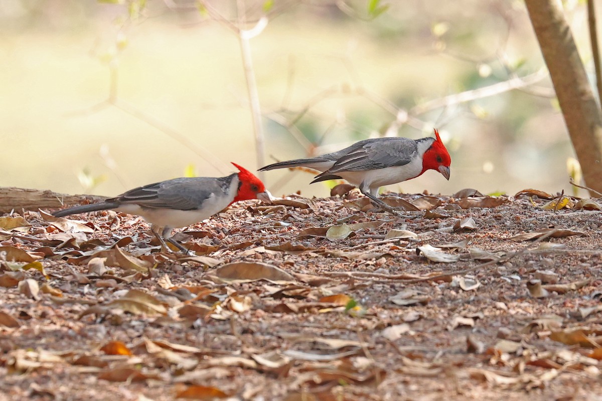 Red-crested Cardinal - ML623860697