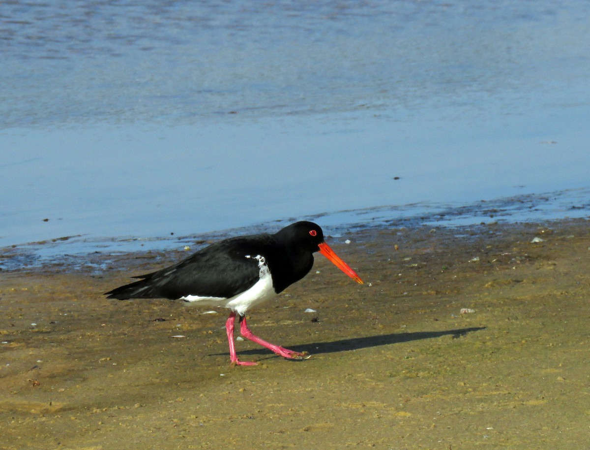 Pied Oystercatcher - ML623860718