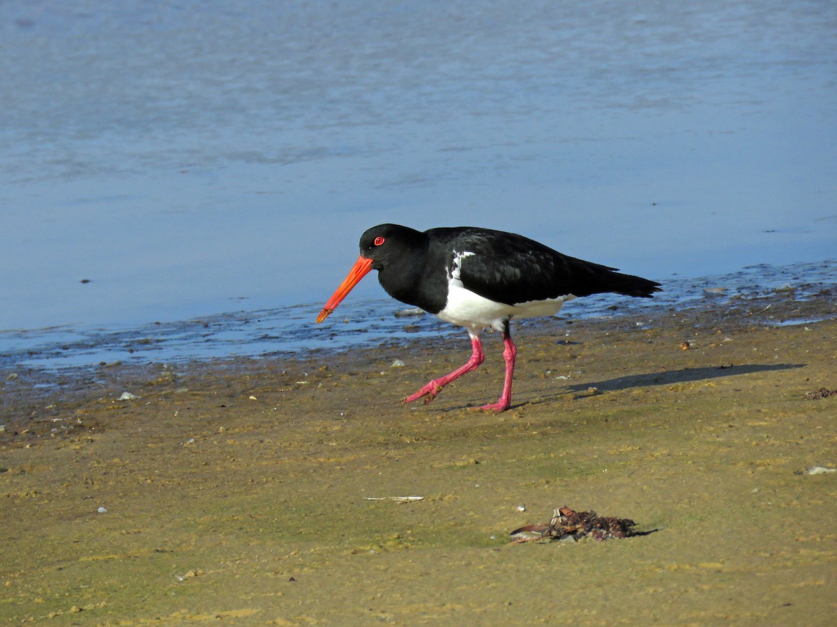 Pied Oystercatcher - ML623860719