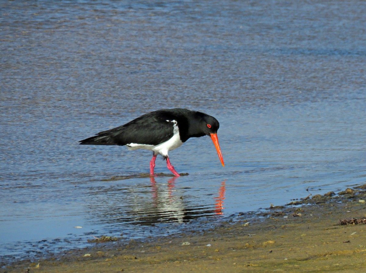 Pied Oystercatcher - ML623860720