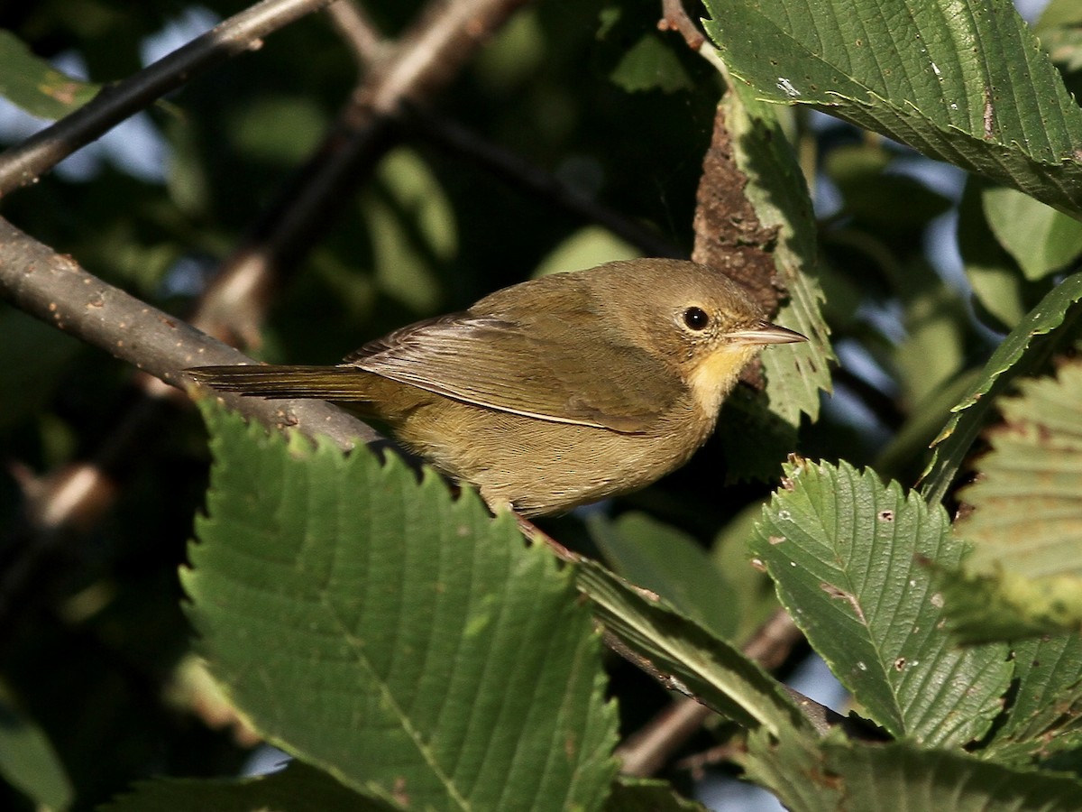 Common Yellowthroat - ML623860729