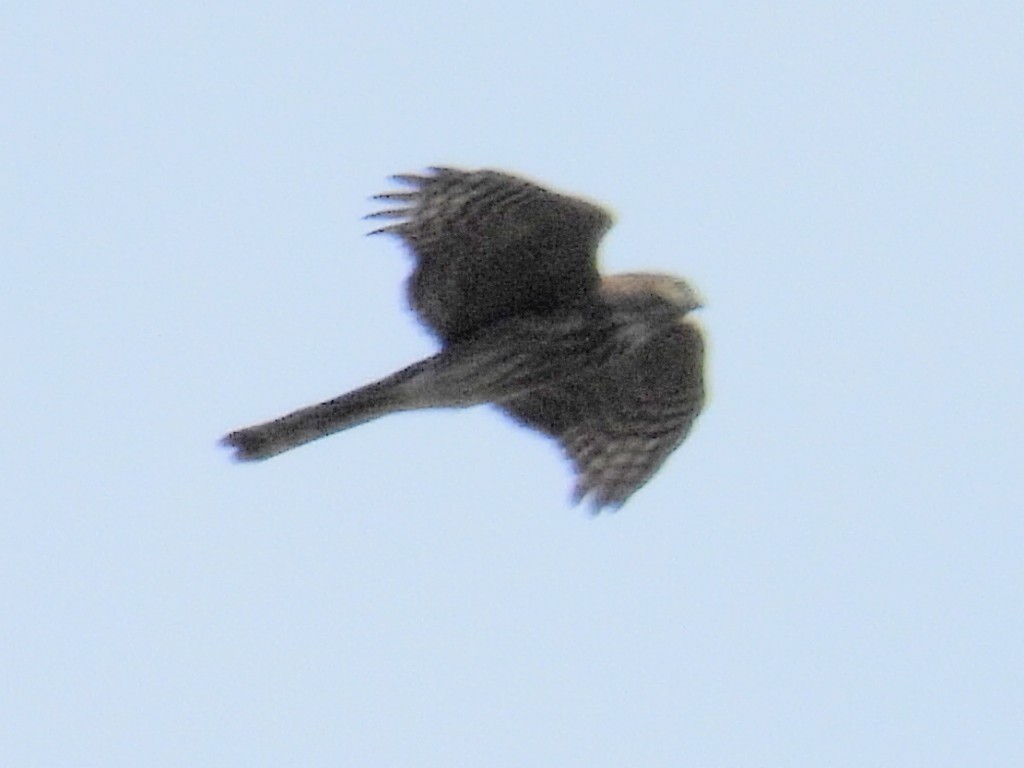 Sharp-shinned Hawk - Melody Walsh