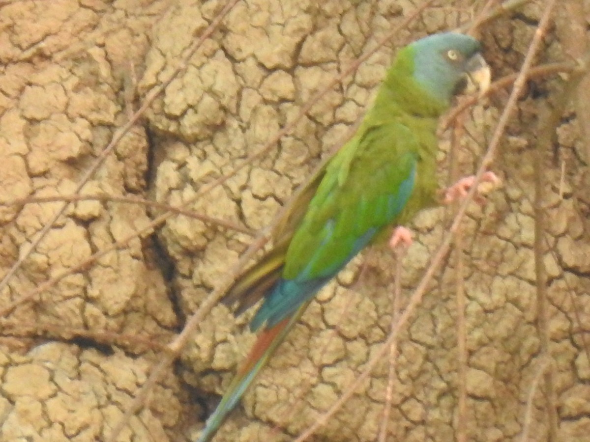 Blue-headed Macaw - ML623860756