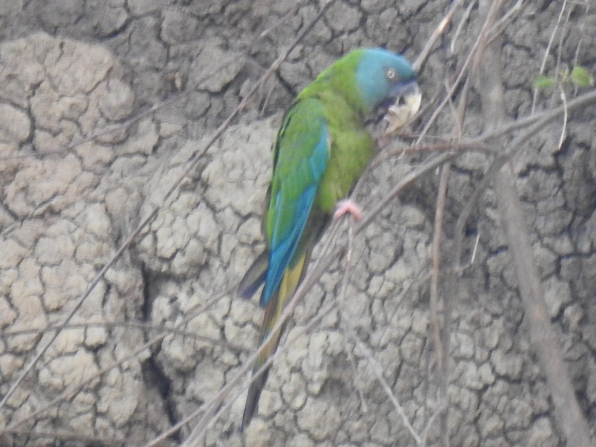 Blue-headed Macaw - ML623860757