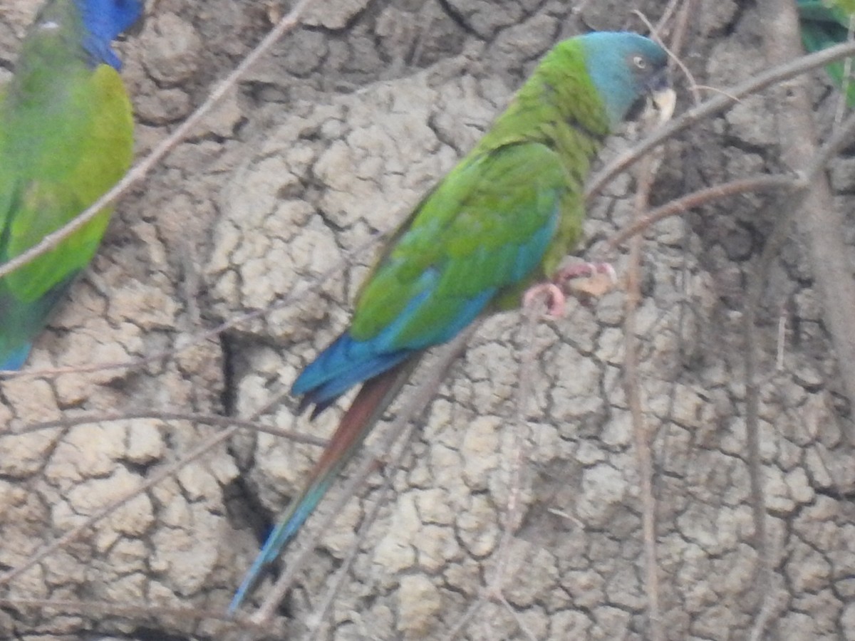 Blue-headed Macaw - ML623860758