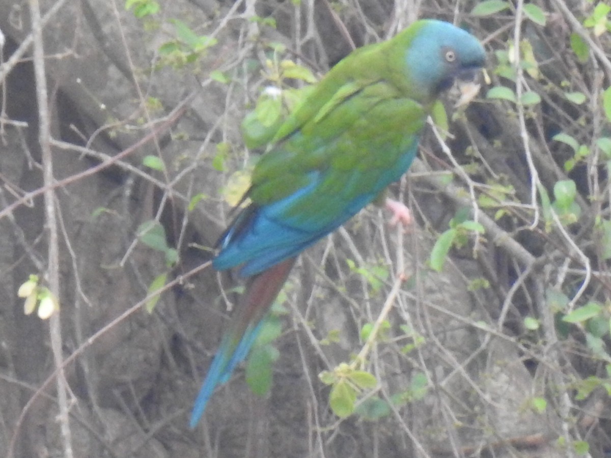 Blue-headed Macaw - ML623860759