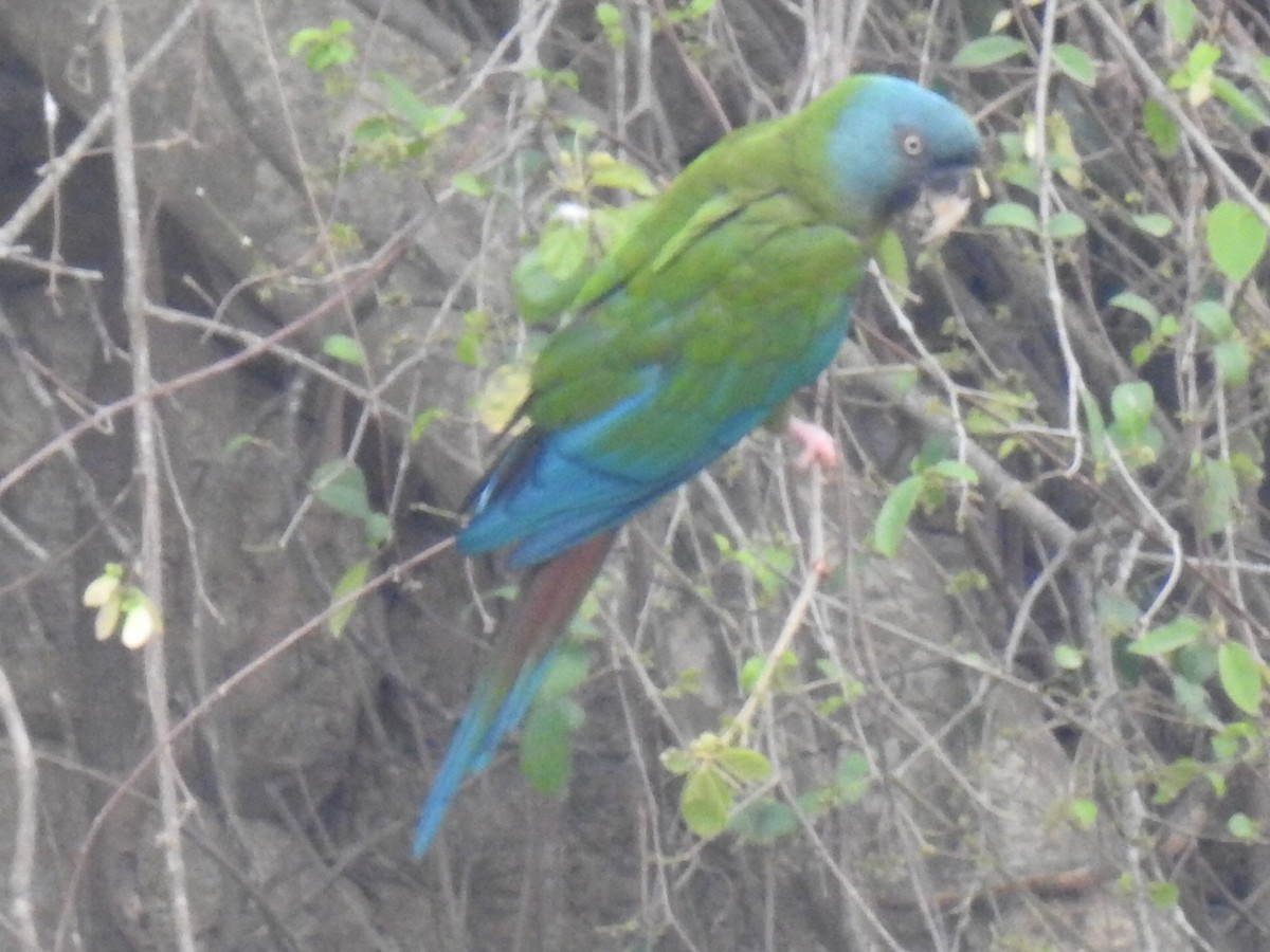 Blue-headed Macaw - Justin Harris