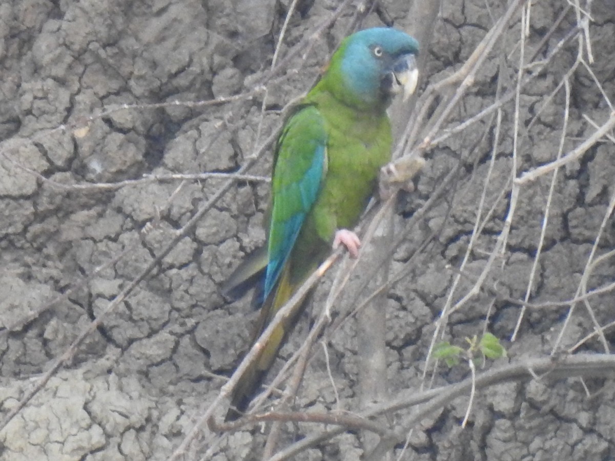 Blue-headed Macaw - ML623860761