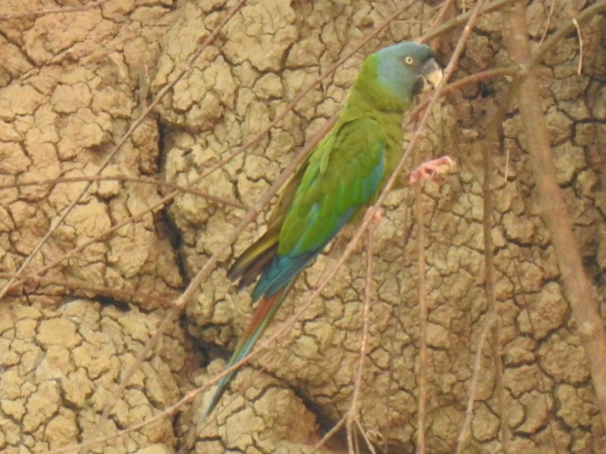 Blue-headed Macaw - ML623860762